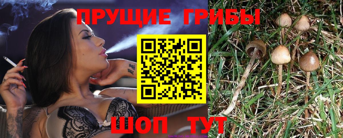Таганрог  Псилоцибиновые грибы GOLDEN TEACHER  Вход с VPN  Галлюциногенные грибы Psilocybe 